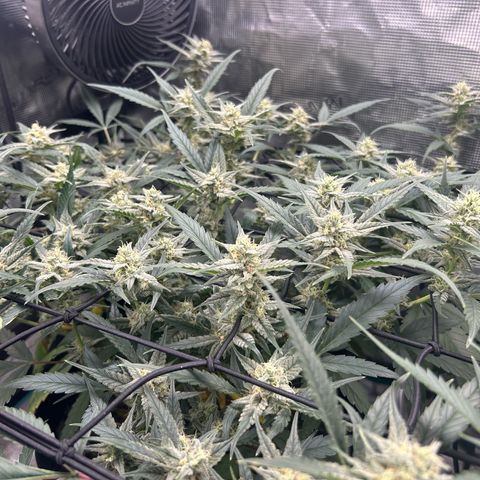 Strawberry Milk and Qookies Remix growlog timeline photo
