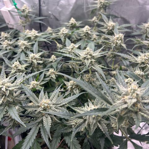 Strawberry Milk and Qookies Remix growlog timeline photo