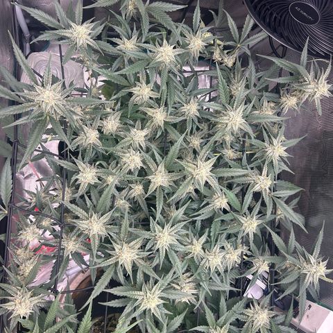 Strawberry Milk and Qookies Remix growlog timeline photo