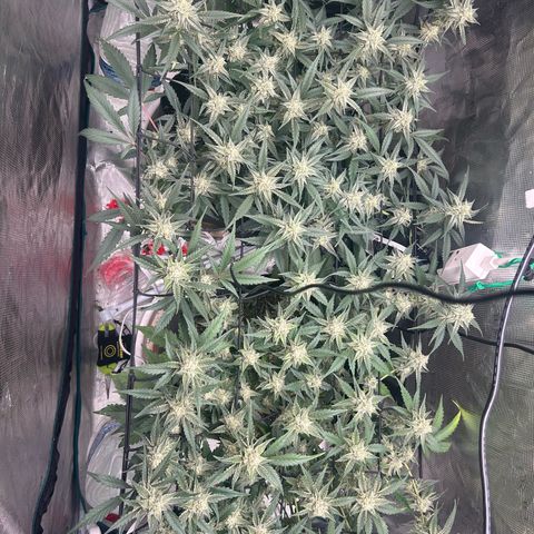 Strawberry Milk and Qookies Remix growlog timeline photo