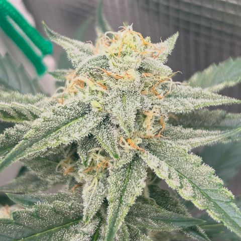 Strawberry Milk and Qookies Remix growlog timeline photo