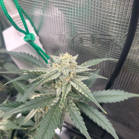 Strawberry Milk and Qookies Remix growlog timeline photo