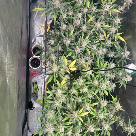 Strawberry Milk and Qookies Remix growlog timeline photo