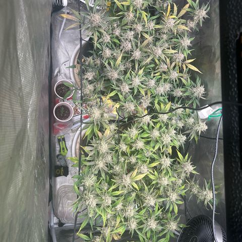 Strawberry Milk and Qookies Remix growlog timeline photo