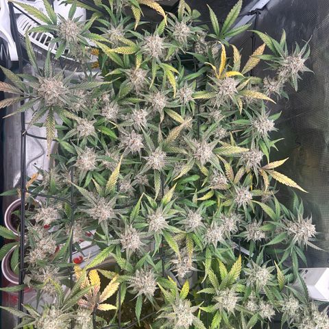 Strawberry Milk and Qookies Remix growlog timeline photo