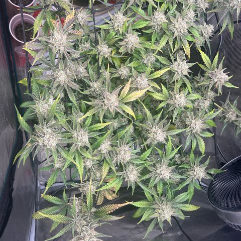 Strawberry Milk and Qookies Remix growlog timeline photo