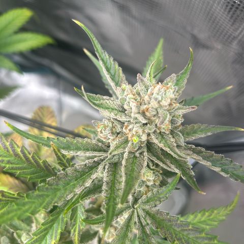 Strawberry Milk and Qookies Remix growlog timeline photo