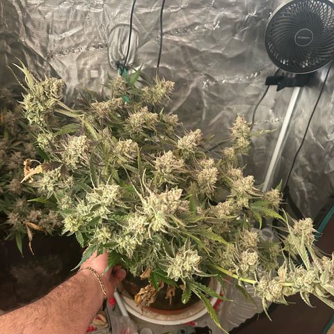 Strawberry Milk and Qookies Remix growlog timeline photo