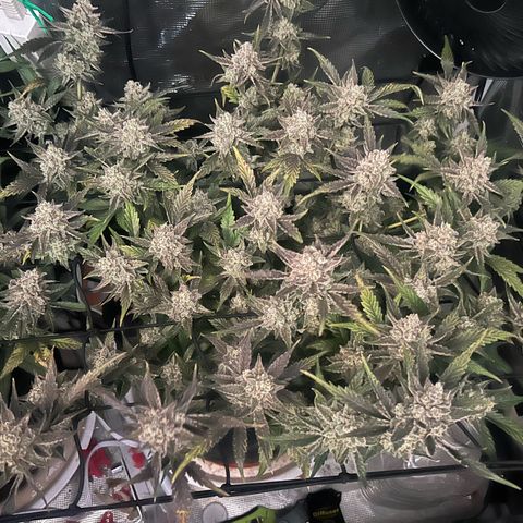 Strawberry Milk and Qookies Remix growlog timeline photo