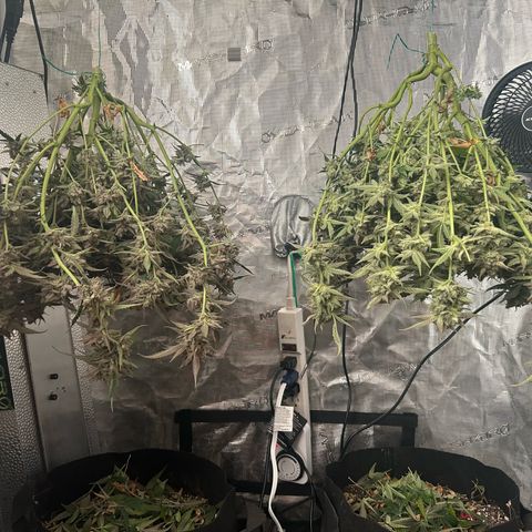 Strawberry Milk and Qookies Remix growlog timeline photo