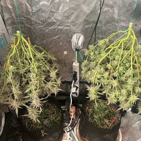 Strawberry Milk and Qookies Remix growlog timeline photo
