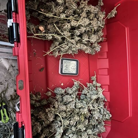 Strawberry Milk and Qookies Remix growlog timeline photo