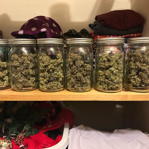Strawberry Milk and Qookies Remix growlog photo: About 6-8 ounces final harvest