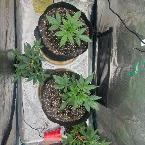 Black Strap growlog timeline photo