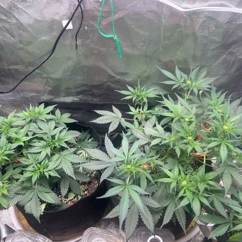Black Strap growlog timeline photo