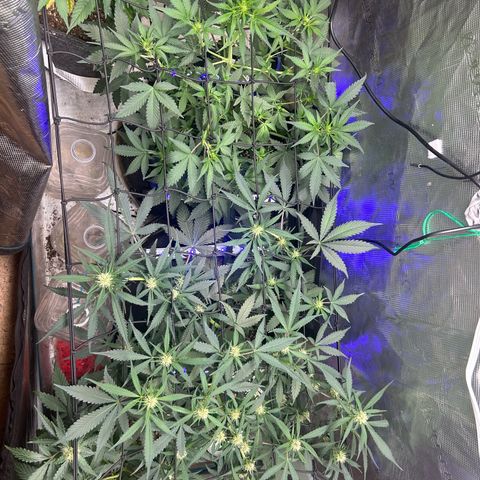 Black Strap growlog timeline photo