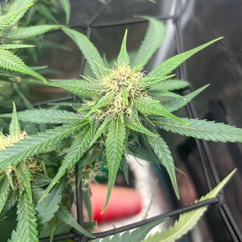 Black Strap growlog timeline photo