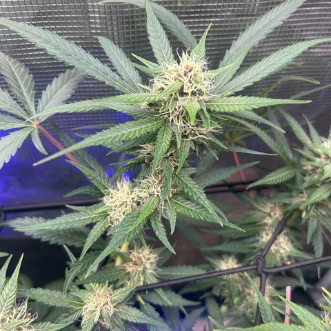 Black Strap growlog timeline photo