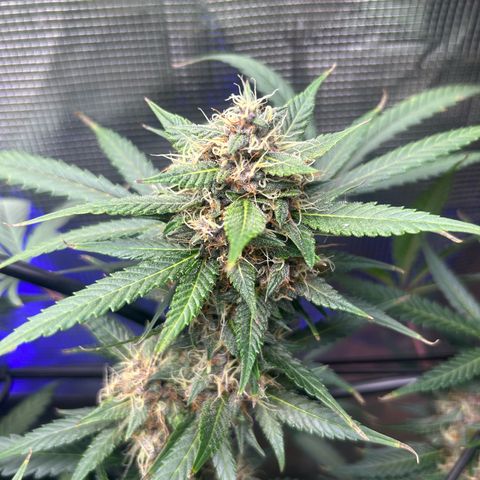 Black Strap growlog timeline photo