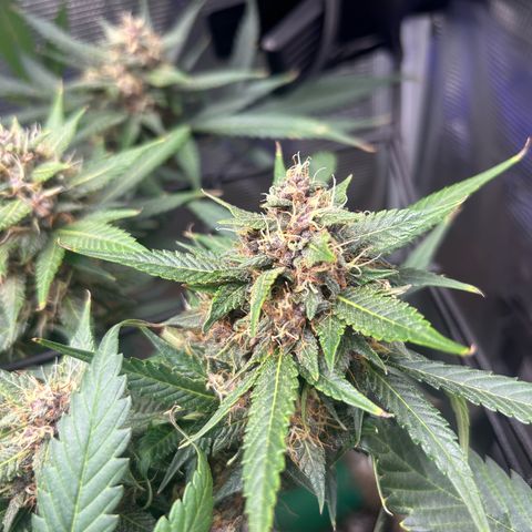 Black Strap growlog timeline photo