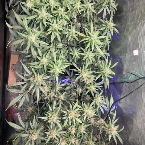 Black Strap growlog timeline photo