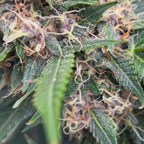 Black Strap growlog timeline photo