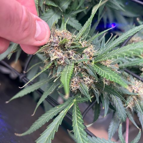 Black Strap growlog timeline photo