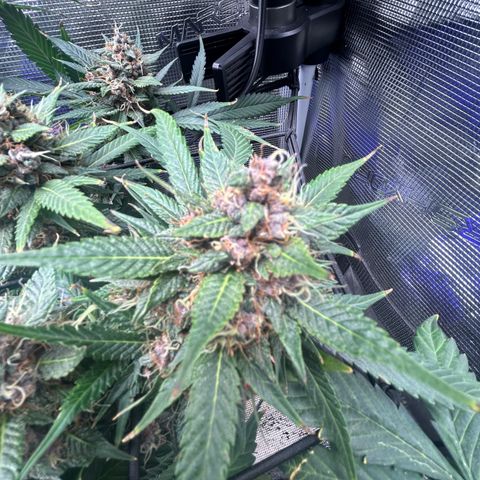 Black Strap growlog timeline photo