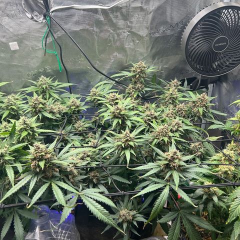 Black Strap growlog timeline photo