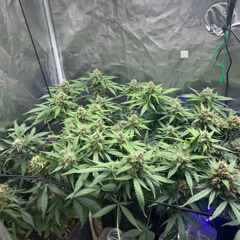 Black Strap growlog timeline photo