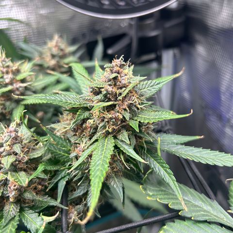 Black Strap growlog timeline photo