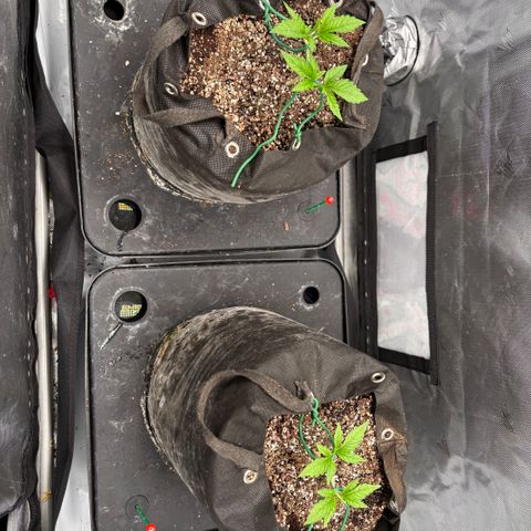 Strawberry Milk and Qookies Remix growlog photo: Cherry gar see ya about 5 days ago at the start on mainline training 
