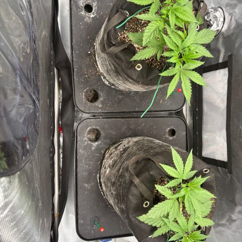 Strawberry Milk and Qookies Remix growlog timeline photo