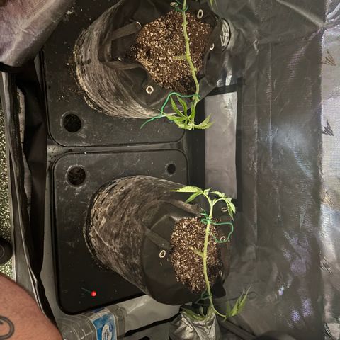 Strawberry Milk and Qookies Remix growlog timeline photo