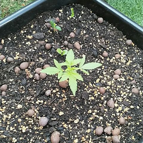 King Juice, Green House Seeds - 1 growlog timeline photo