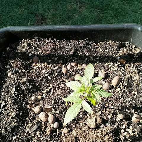 Super Lemon Haze - 1 growlog timeline photo