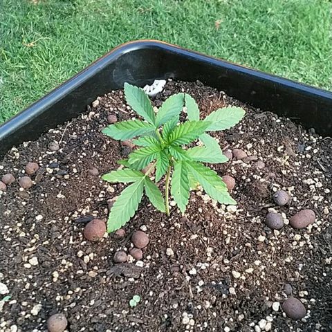 Super Lemon Haze - 1 growlog timeline photo