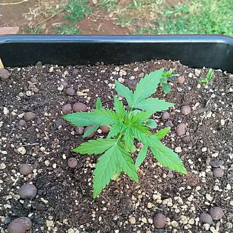 King Juice, Green House Seeds - 1 growlog timeline photo
