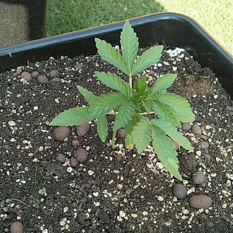 Super Lemon Haze - 1 growlog timeline photo