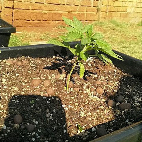 Super Lemon Haze - 1 growlog timeline photo
