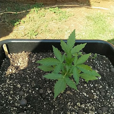 King Juice, Green House Seeds - 1 growlog timeline photo