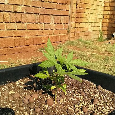 King Juice, Green House Seeds - 1 growlog timeline photo