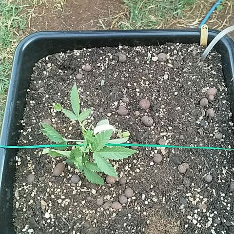 Super Lemon Haze - 1 growlog timeline photo