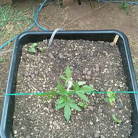 King Juice, Green House Seeds - 1 growlog timeline photo