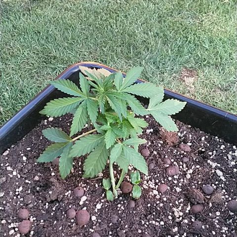 Super Lemon Haze - 1 growlog timeline photo