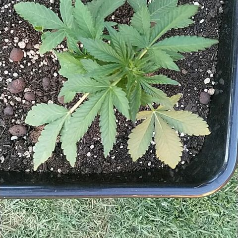 Super Lemon Haze - 1 growlog timeline photo
