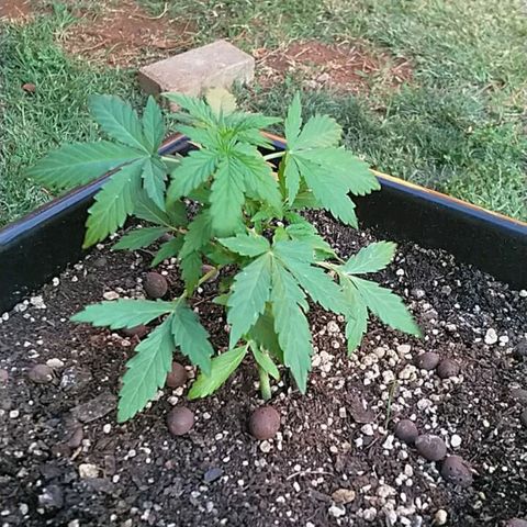 King Juice, Green House Seeds - 1 growlog timeline photo