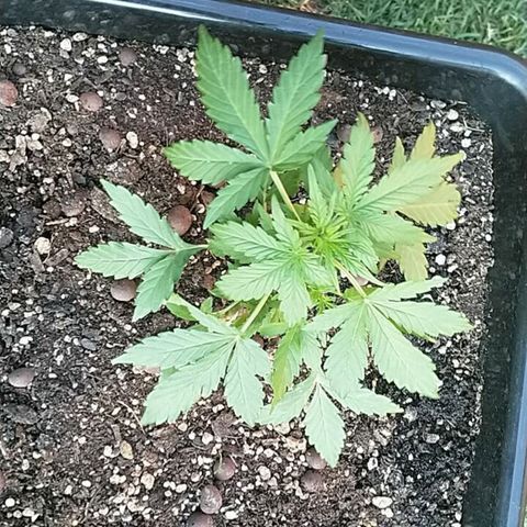 King Juice, Green House Seeds - 1 growlog timeline photo
