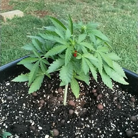 Super Lemon Haze - 1 growlog timeline photo