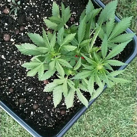 Super Lemon Haze - 1 growlog timeline photo
